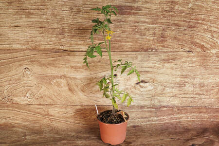 planton Tomate charnue  BIO